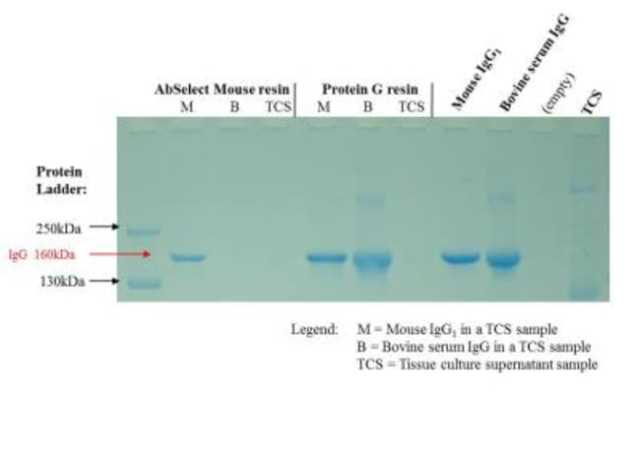 Novus Biologicals&amp;trade;&amp;nbsp;AbSelect&amp;trade; Mouse TCS Antibody Purification Kit