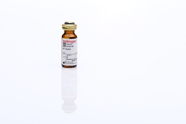 Molecular Probes™ Avidin, AP conjugate