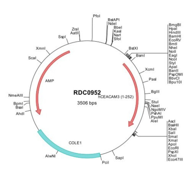 R&amp;amp;D Systems&amp;trade;&amp;nbsp;Human CEACAM-3/CD66d (NP_001806) VersaClone cDNA