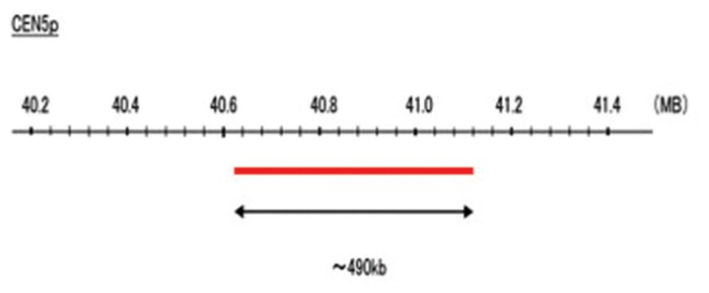 Abnova&amp;trade;&amp;nbsp;Sonde FISH CEN5p (Texas Red)