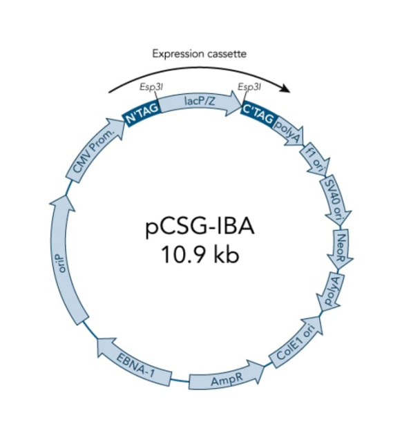 IBA Lifesciences&nbsp;Vecteur d’expression mammifère sans sécrétion