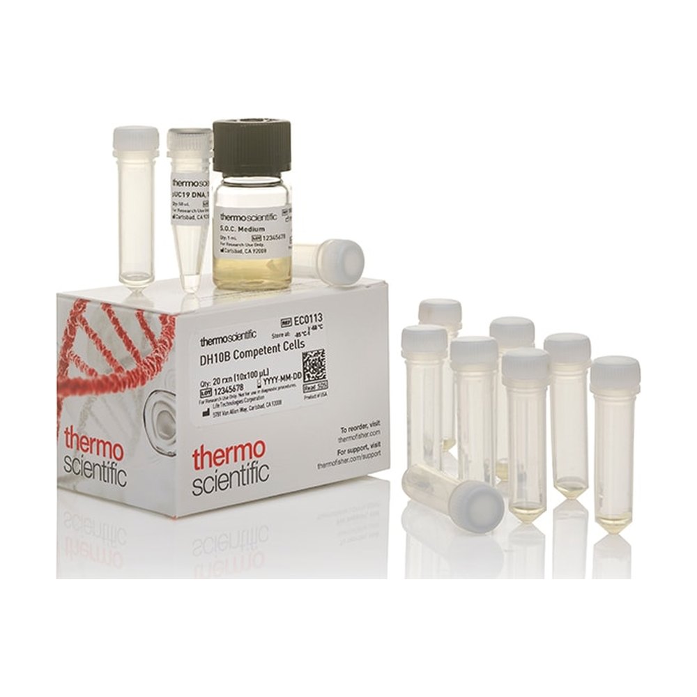 Thermo Scientific&trade;&nbsp;Cellules compétentes DH10B ; haute efficacité