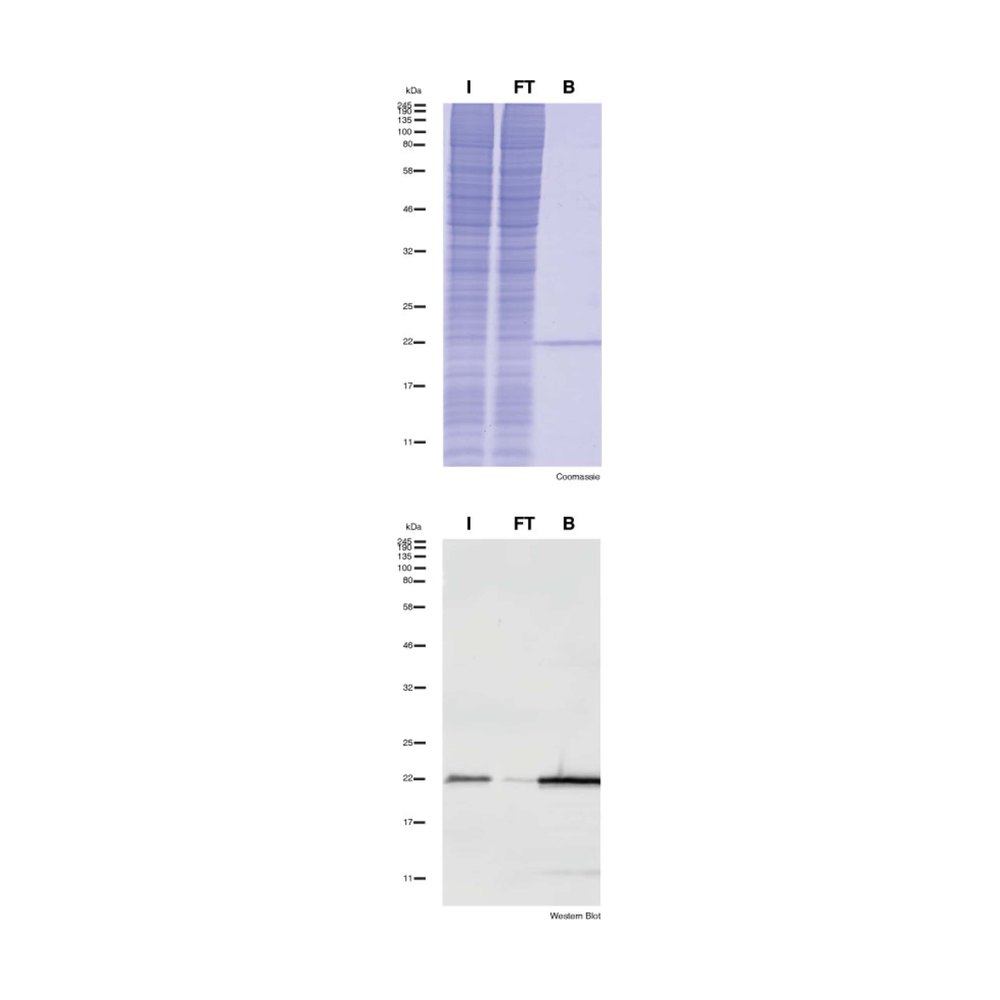 Proteintech&nbsp;Kit de microbilles d’agarose ChromoTek SNAP/CLIP-tag-Trap