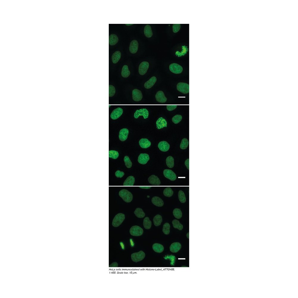 Proteintech&nbsp;ChromoTek Histone-Label Atto488