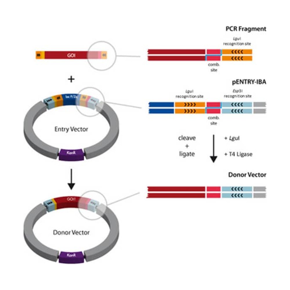 IBA Solutions For Life Science&nbsp;Vecteur de fusion en aval pCFUSE-IBA-11 Stargate&trade;