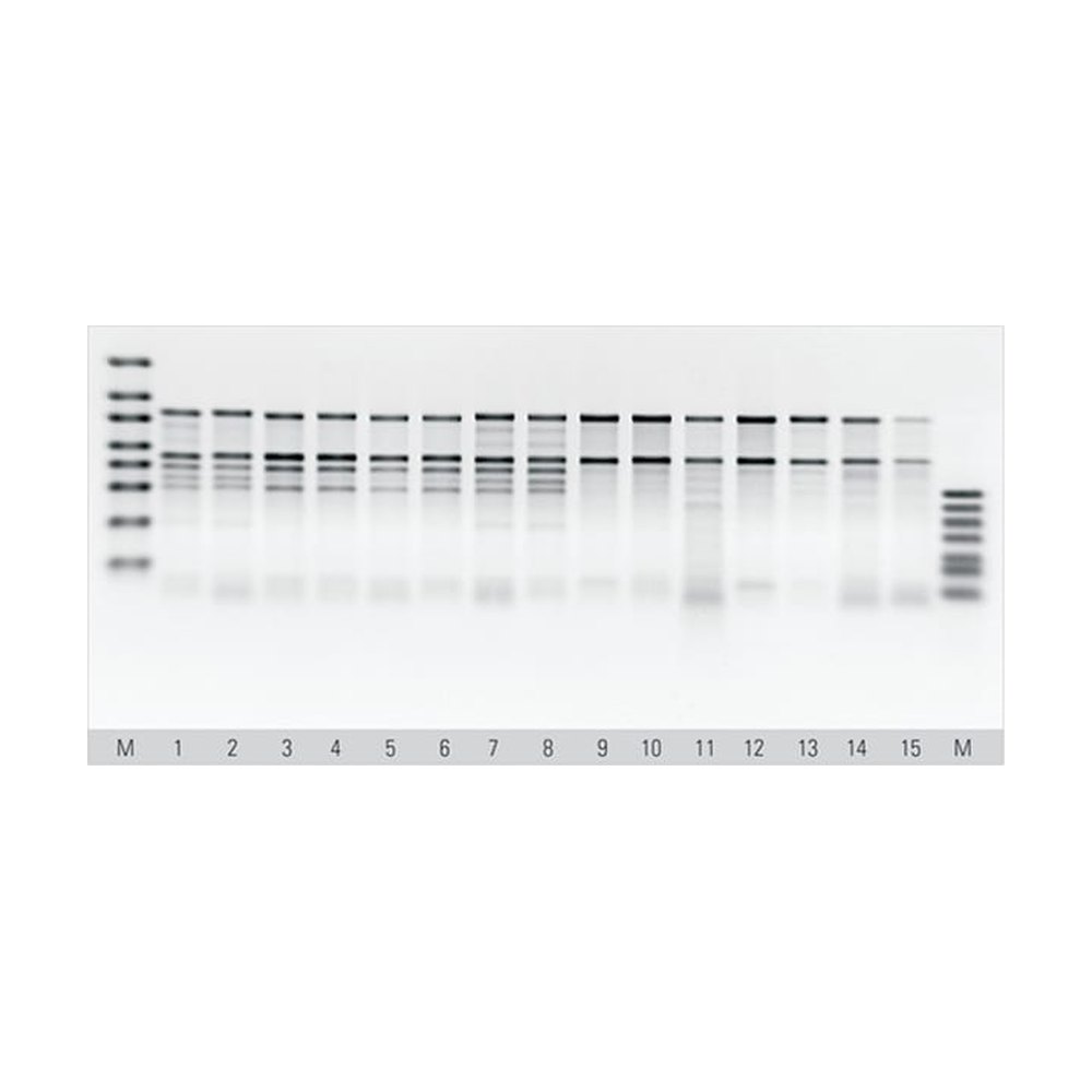 Thermo Scientific&trade;&nbsp;Kit ARN végétal MagJET&trade;