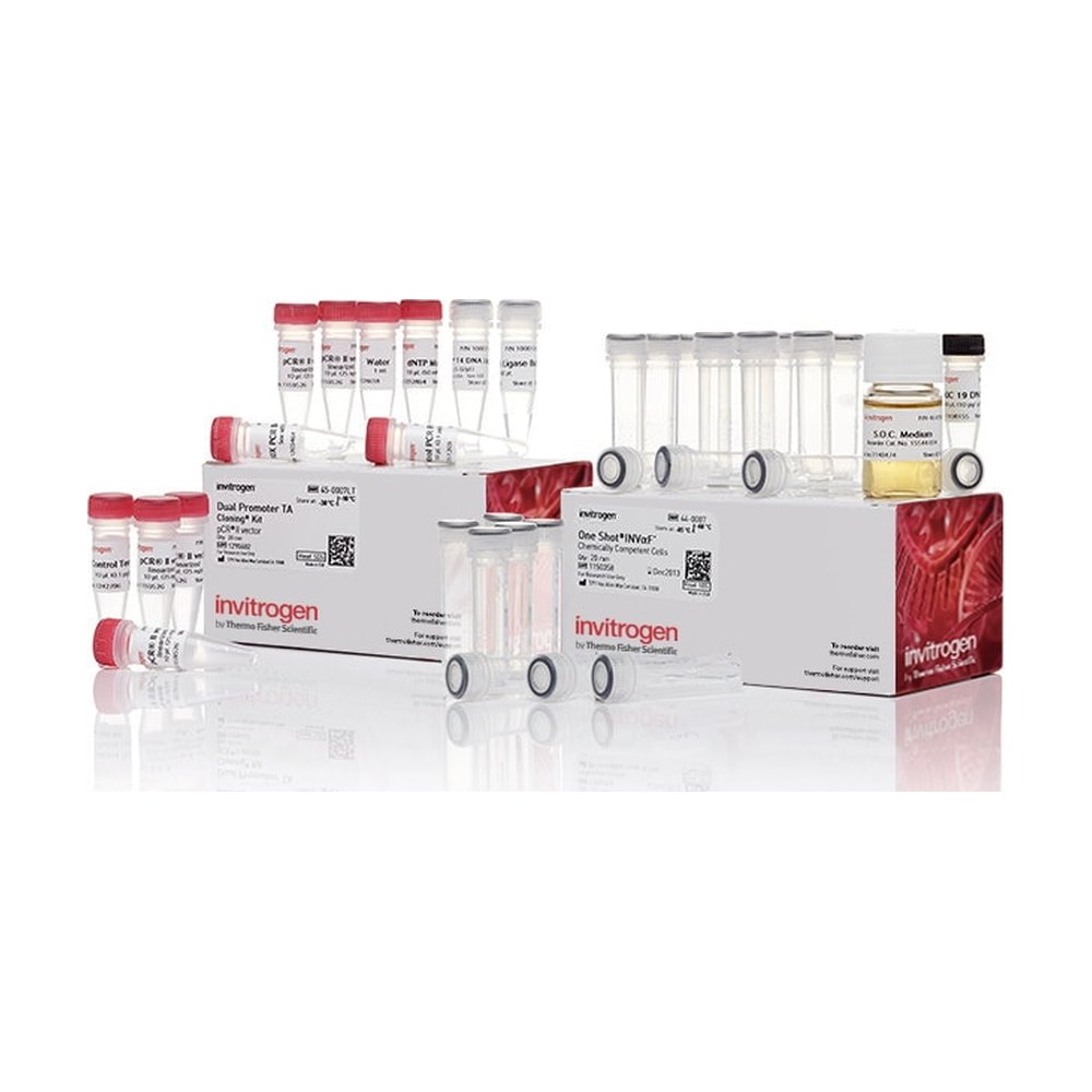 Invitrogen&trade;&nbsp;TA Cloning&trade; Kit, Dual Promoter, with pCR&trade;II Vector and One Shot&trade; INV&alpha;F' Chemically Competent <i>E. coli</i>