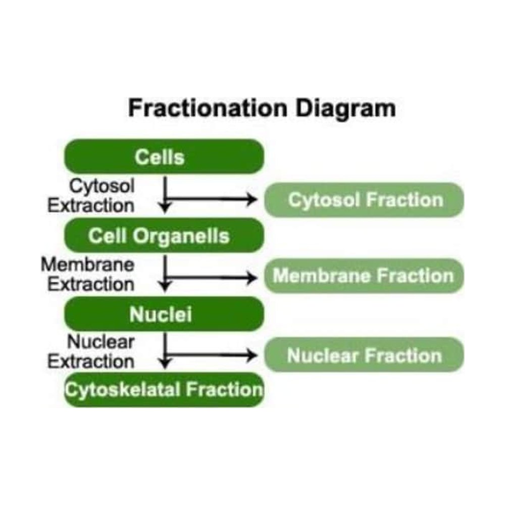 Novus Biologicals&trade;&nbsp;Subcellular Protein Fractionation Kit