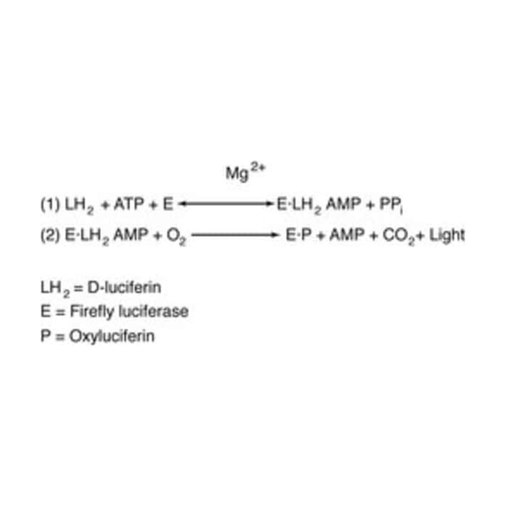 BD&nbsp;Sel de potassium D-Luciferin