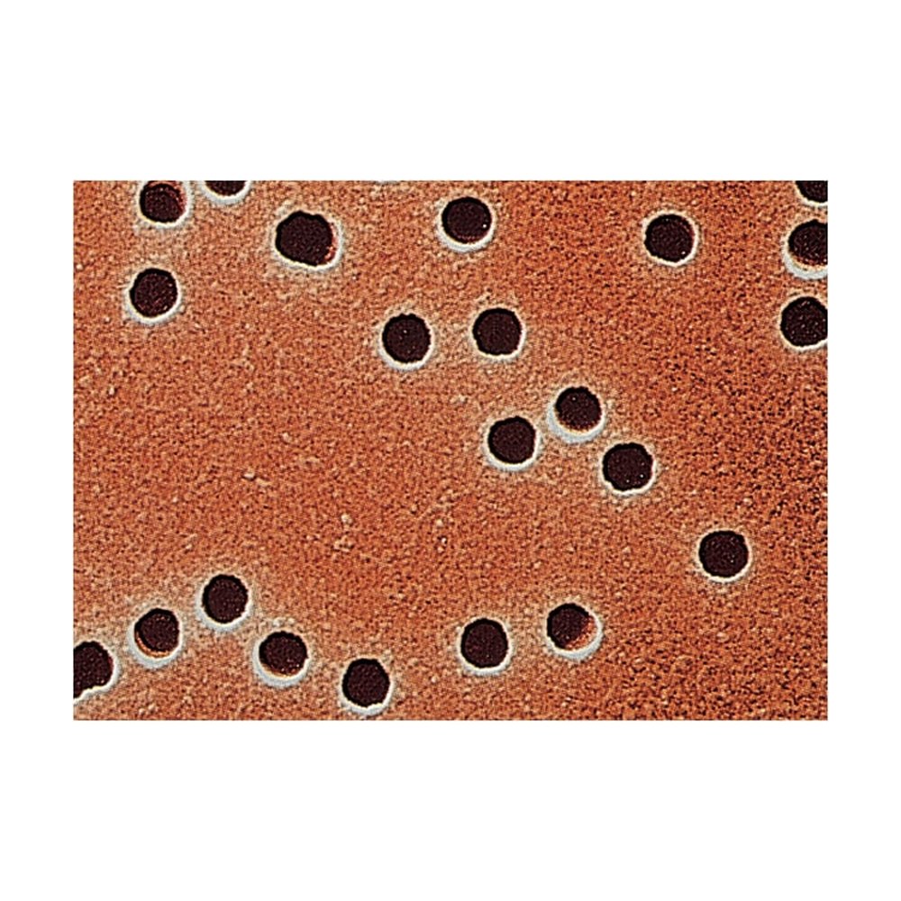 Cytiva&nbsp;Feuilles de membranes hydrophiles en PC Whatman&trade; Nuclepore&trade;