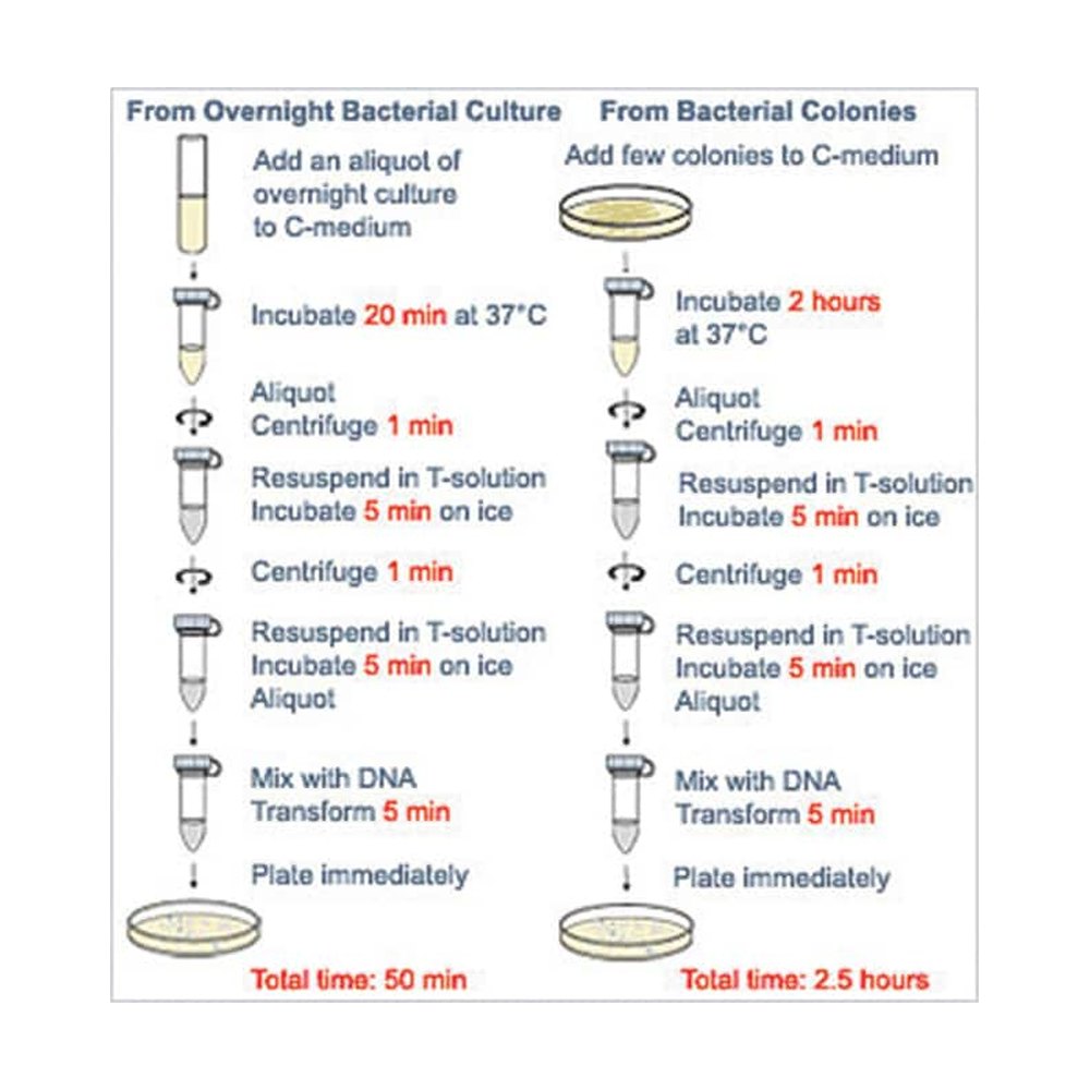 Thermo Scientific&trade;&nbsp;Kit de transformation bactérienne TransformAid