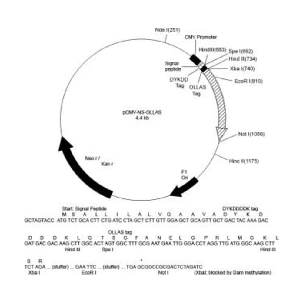 Novus Biologicals&trade;&nbsp;SD OLLAS/DYKDDDDK Vector