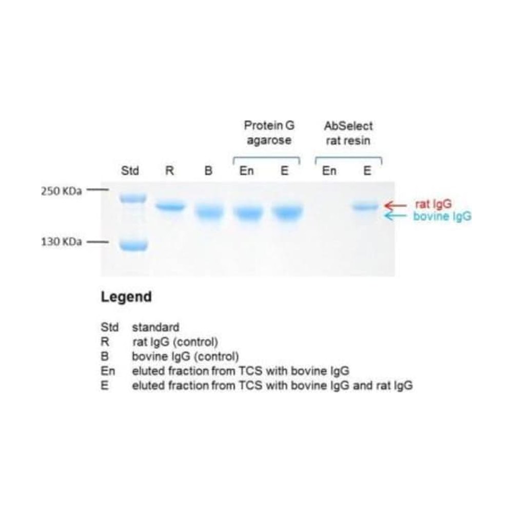 Novus Biologicals&trade;&nbsp;AbSelect (TM) Rat TCS Antibody Purification Kit