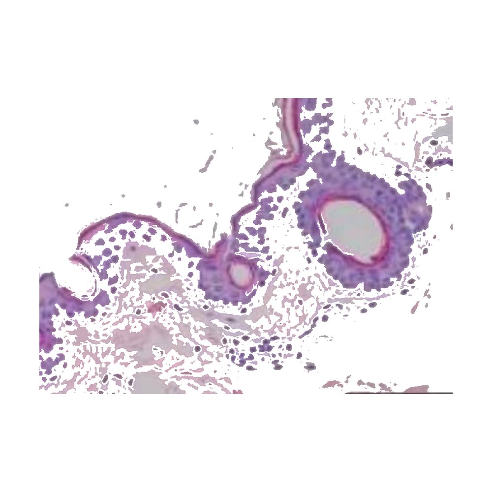 Novus Biologicals&trade;&nbsp;Puce tissulaire (Tissue MicroArray) multi-organes de primate (normal)