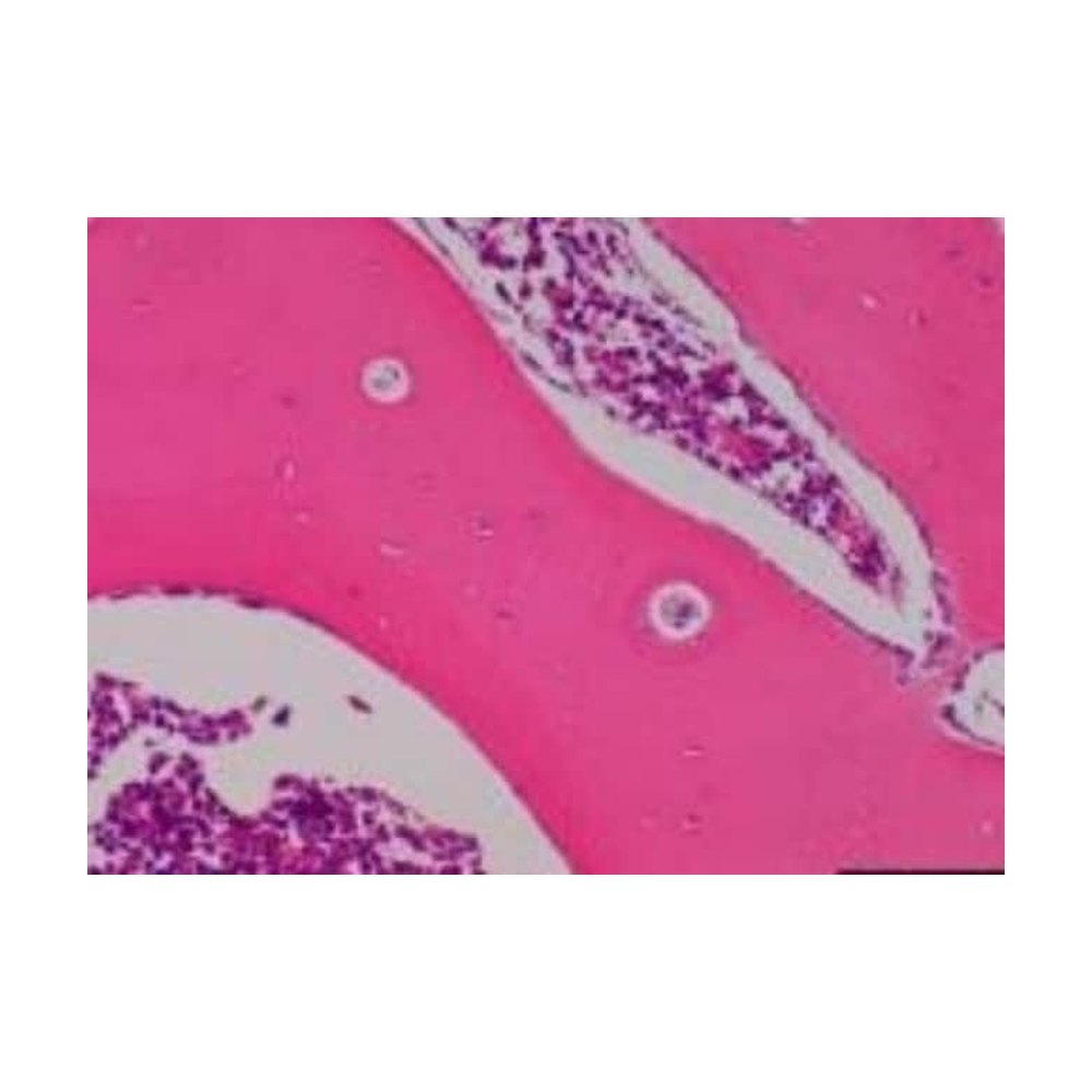 Novus Biologicals&trade;&nbsp;Puce tissulaire (Tissue MicroArray) multi-organes de primate (normal)