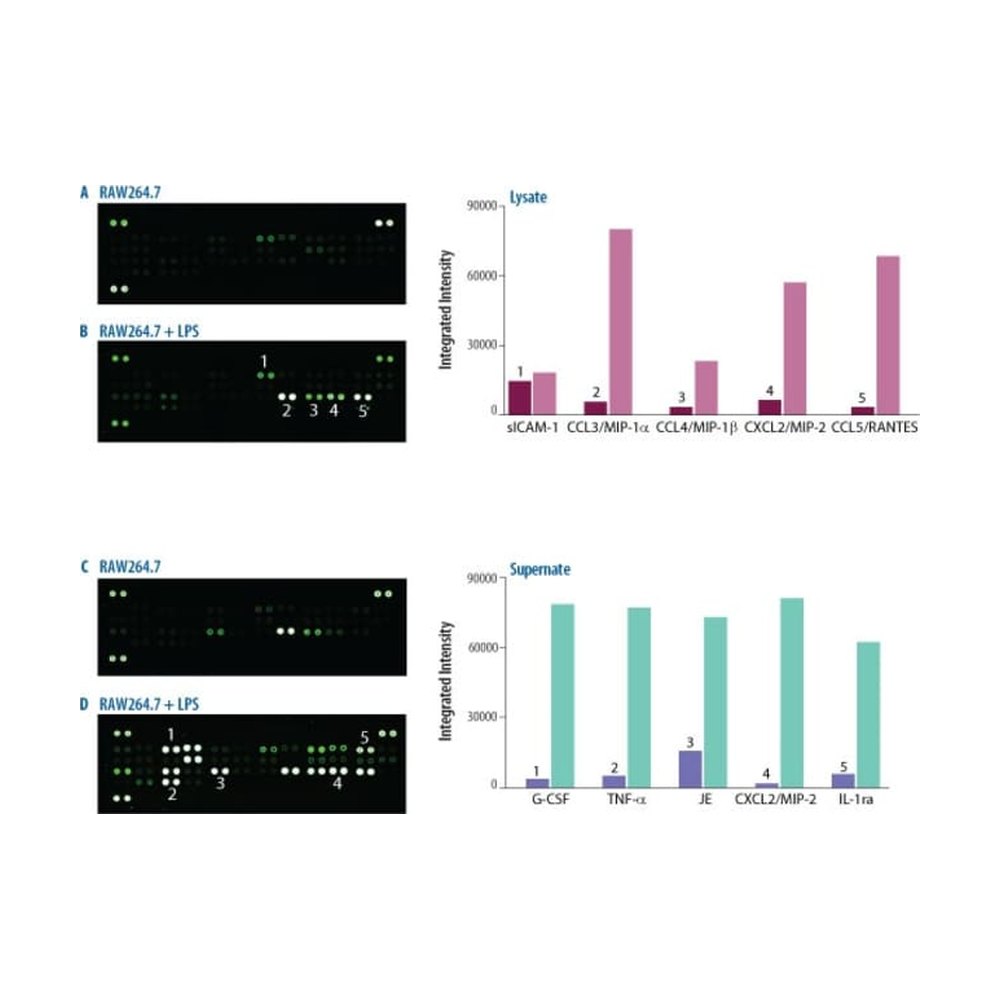R&amp;D Systems&trade;&nbsp;Proteome Profiler Mouse Cytokine Array Kit, Panel A