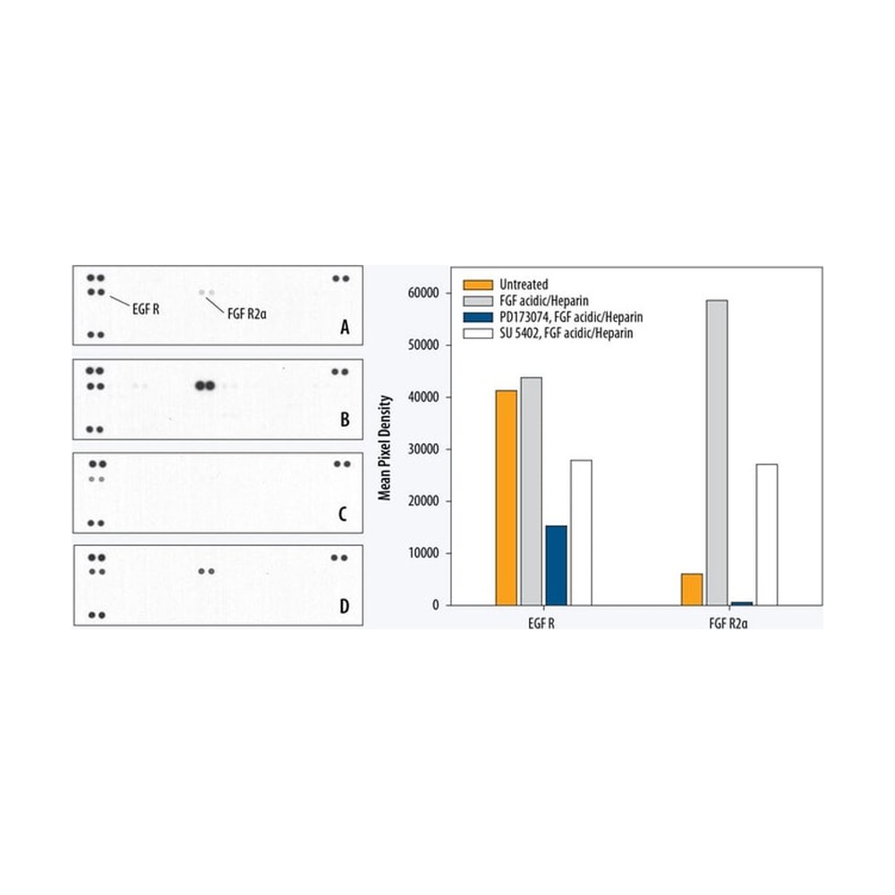 R&amp;D Systems&trade;&nbsp;Proteome Profiler Human Phospho-RTK Array Kit