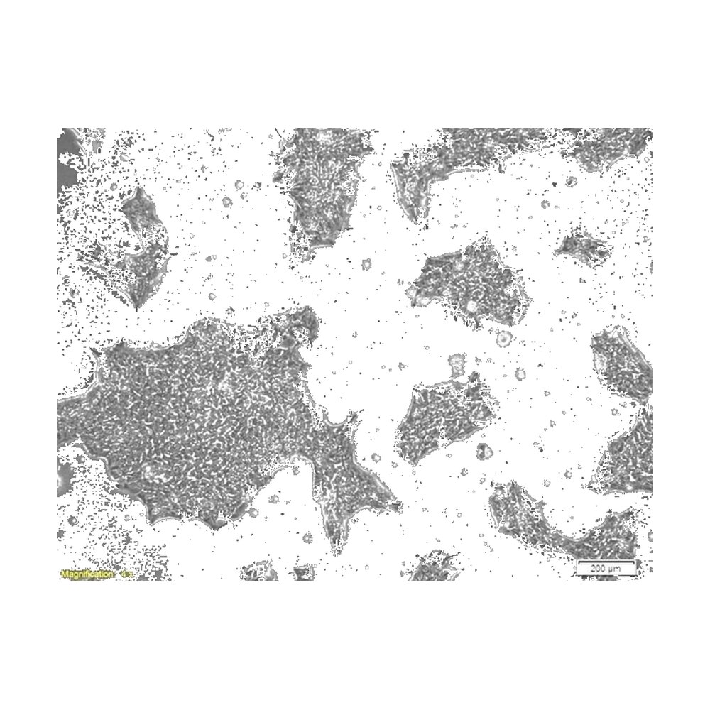 R&amp;D Systems&trade;&nbsp;Cultrex Stem Cell Qualified RGF Basement Membrane Extract