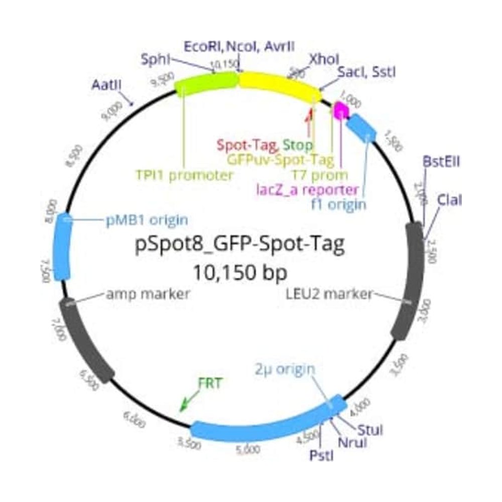 Proteintech&nbsp;ChromoTek pSpot8 GFP-Spot-Tag