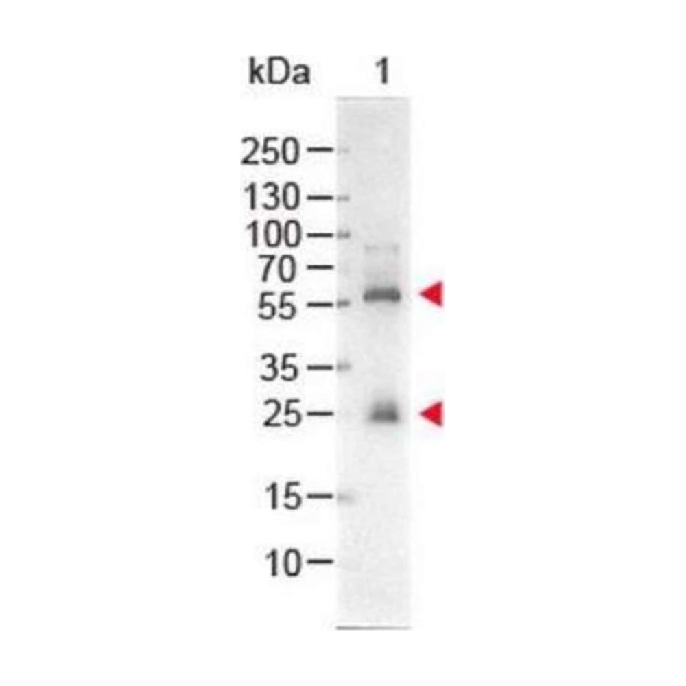 Novus Biologicals&trade;&nbsp;Streptavidin Native Protein