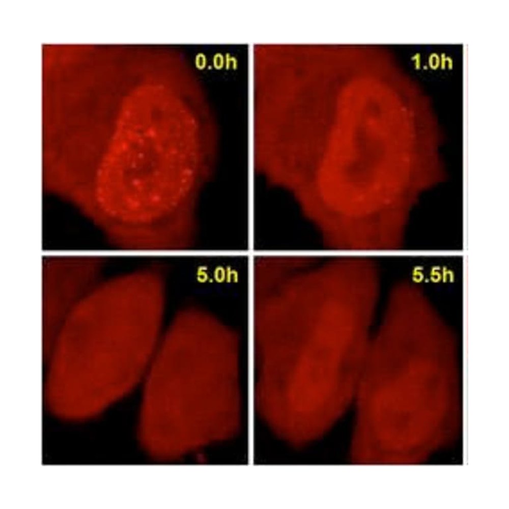 Proteintech&nbsp;Plasmide ChromoTek Dnmt1-Chromobody&trade; (TagRFP)