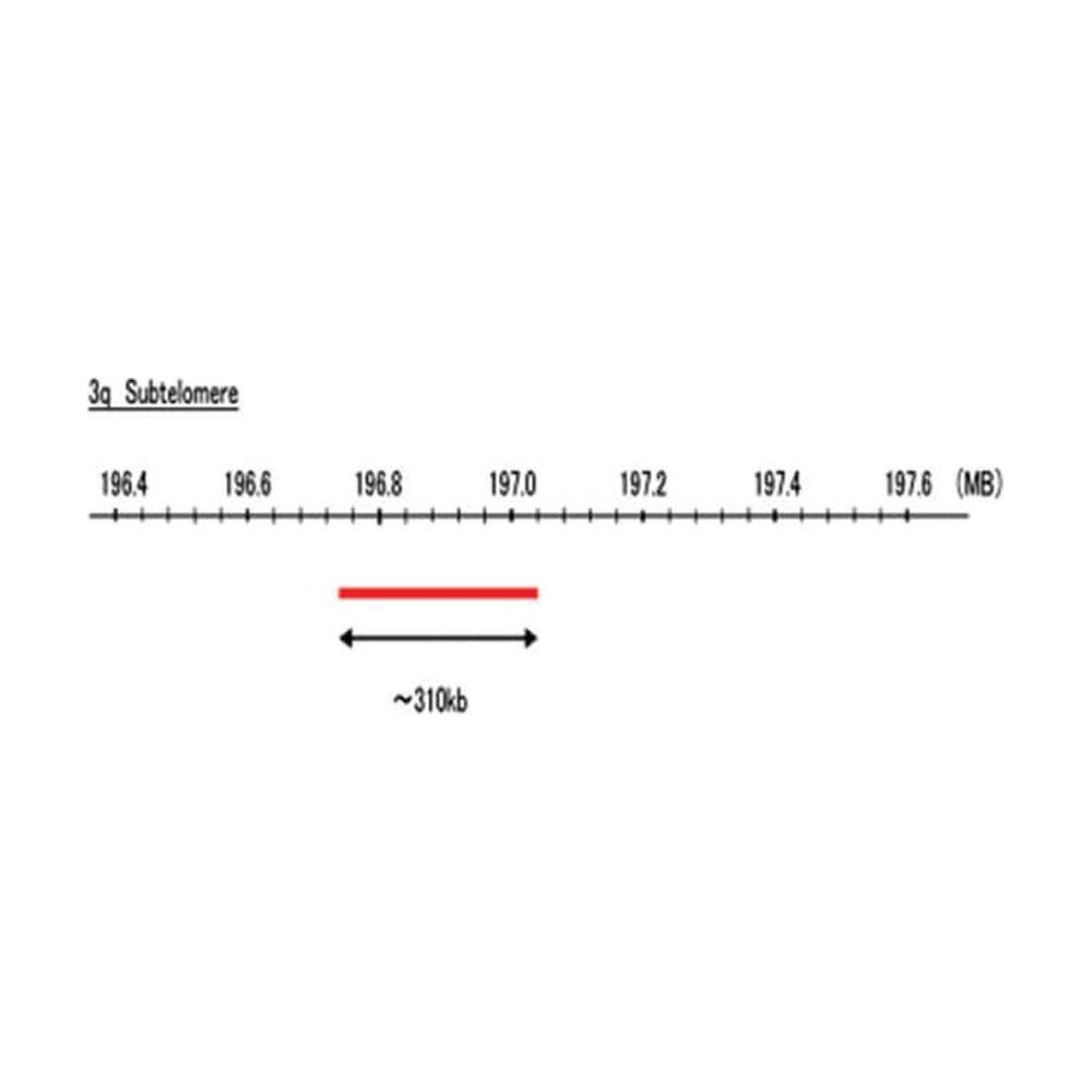 Abnova&trade;&nbsp;Sonde FISH 3q subtélomère (Cy5)