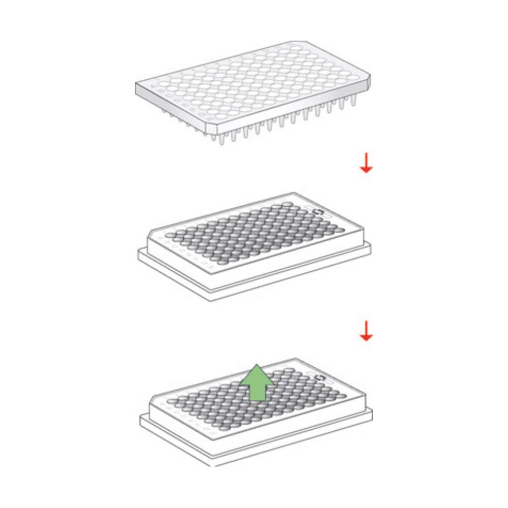 Macherey-Nagel&trade;&nbsp;Plaques PCR Nucleo Fast 96