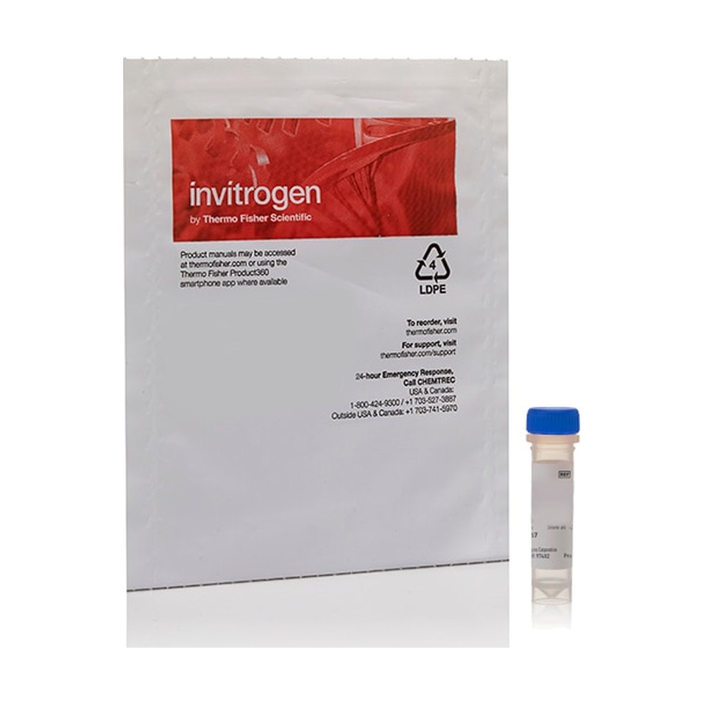 Invitrogen&trade;&nbsp;BODIPY&trade; FL C<sub>12</sub> (acide 4,4-difluoro-5,7-diméthyl-4-bora-3a,4a-diaza-<i>s</i>-indacène-3-dodécanoïque)