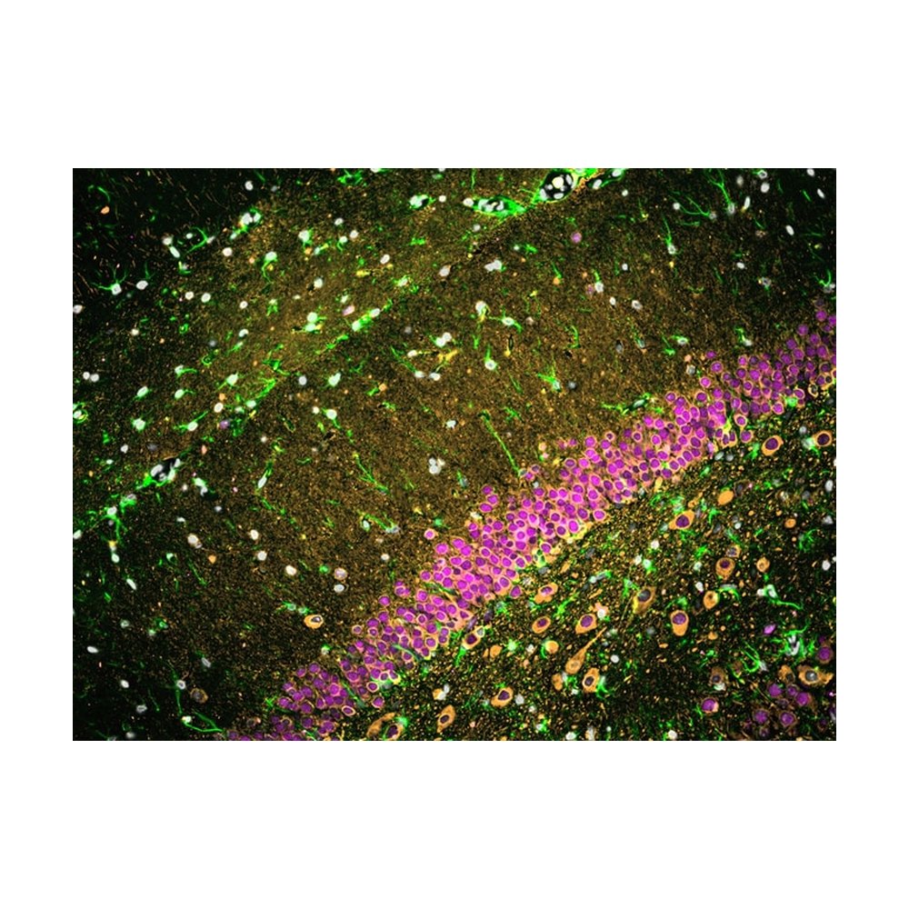 Proteintech&trade;&nbsp;FlexAble CoraLite&trade; Plus 550 Antibody Labeling Kit for Mouse IgG1
