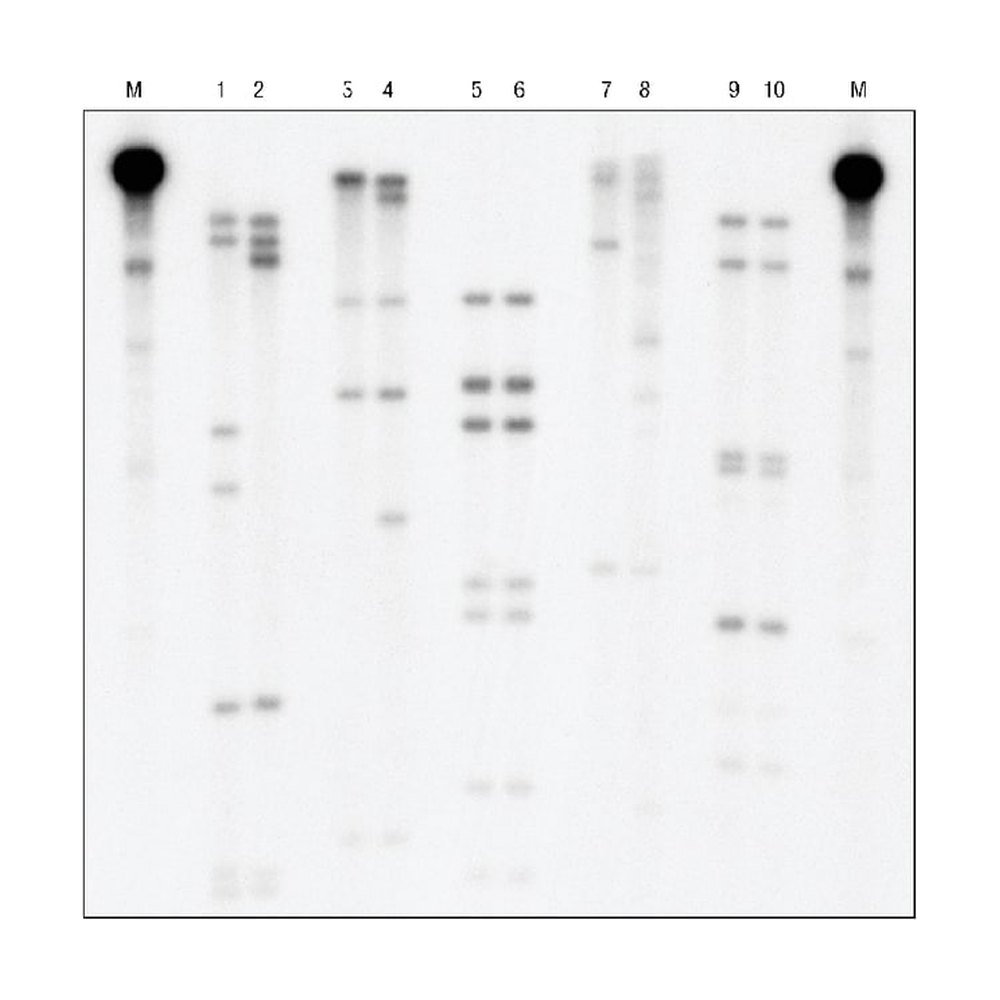 Cytiva&nbsp;Ready-to-Go&trade; DNA Labeling Beads (-dCTP)