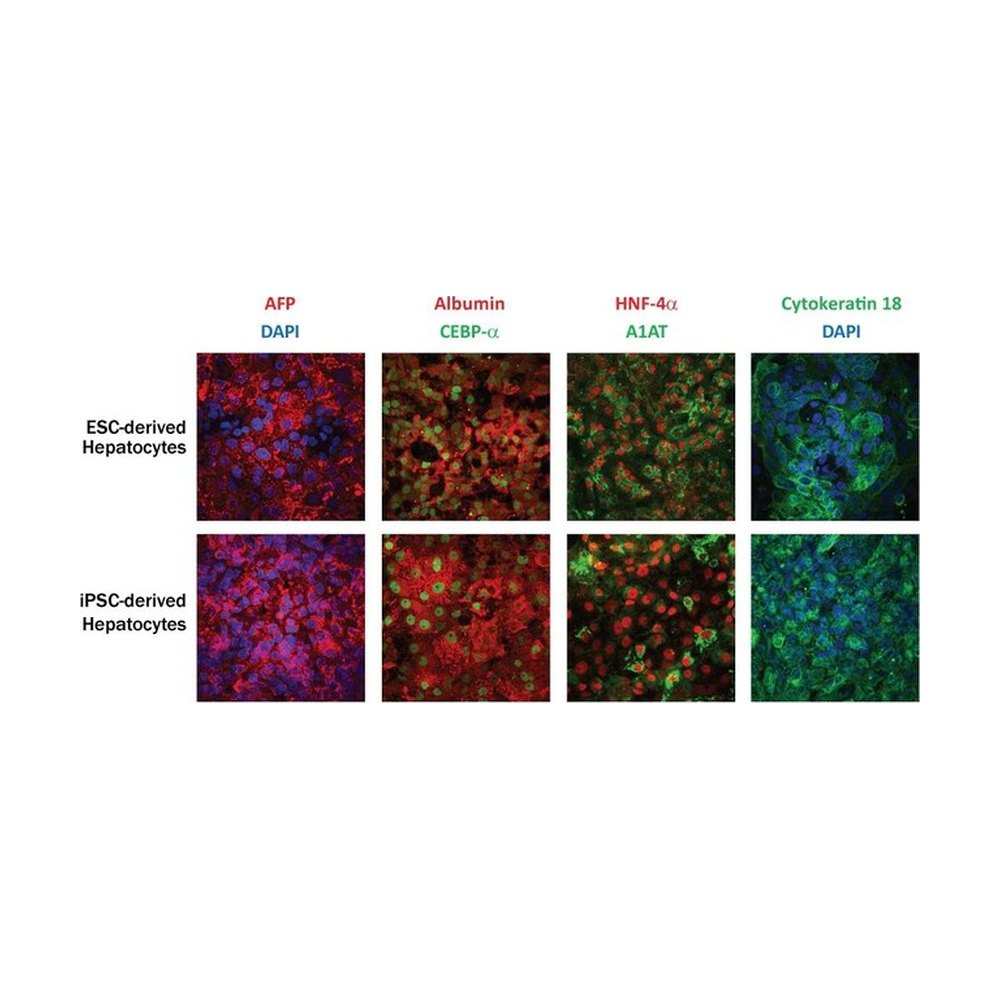 R&amp;D Systems&trade;&nbsp;StemXVivo Hepatocyte Differentiation Kit