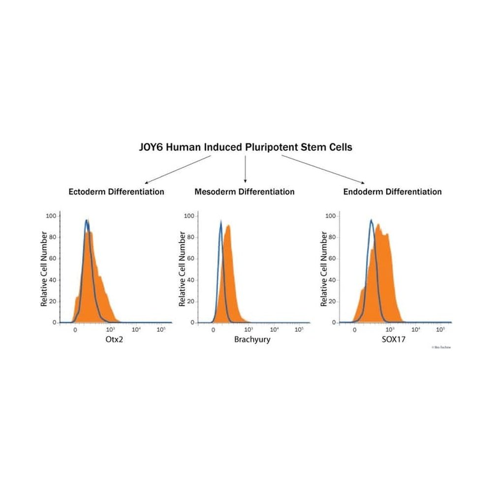 R&amp;D Systems&trade;&nbsp;Human Pluripotent Stem Cell Functional Identification Kit