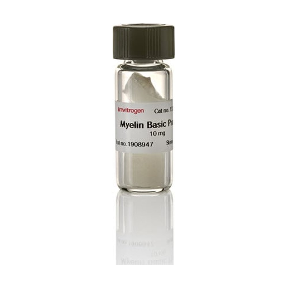 Gibco&trade;&nbsp;MBP Bovine Protein, Natural