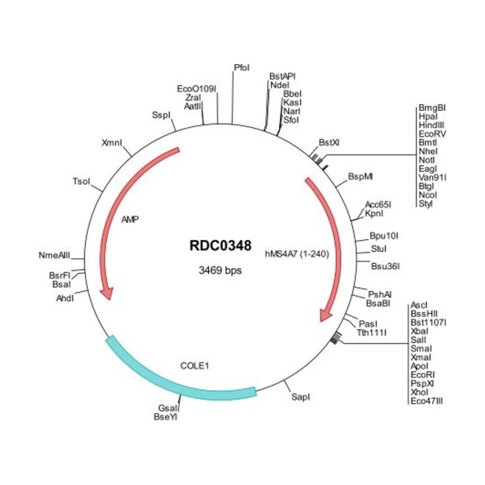 R&amp;D Systems&trade;&nbsp;Human MS4A7 (NP_067024) VersaClone cDNA
