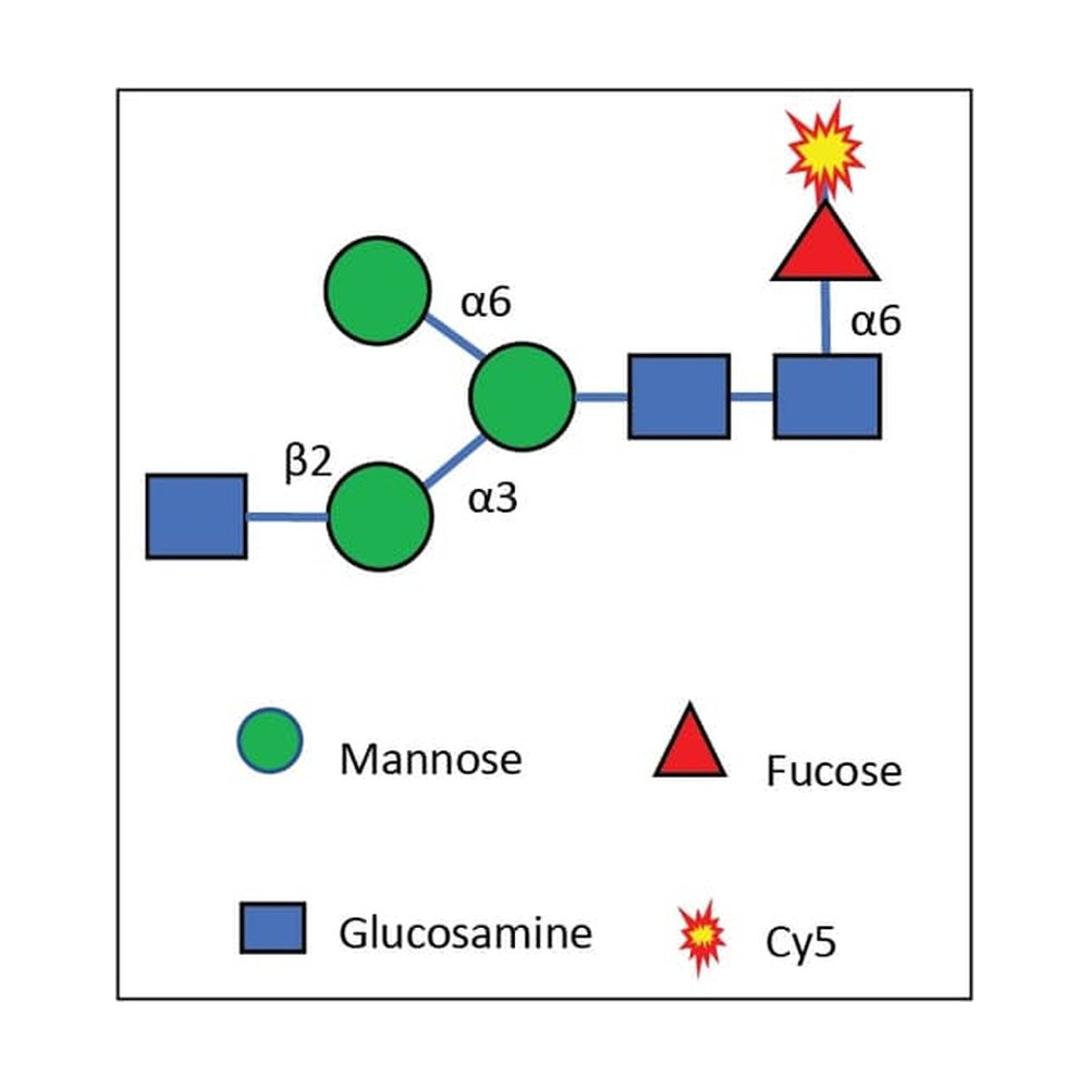 R&amp;D Systems&trade;&nbsp;Cy5-Fuc Labeled M1N1f