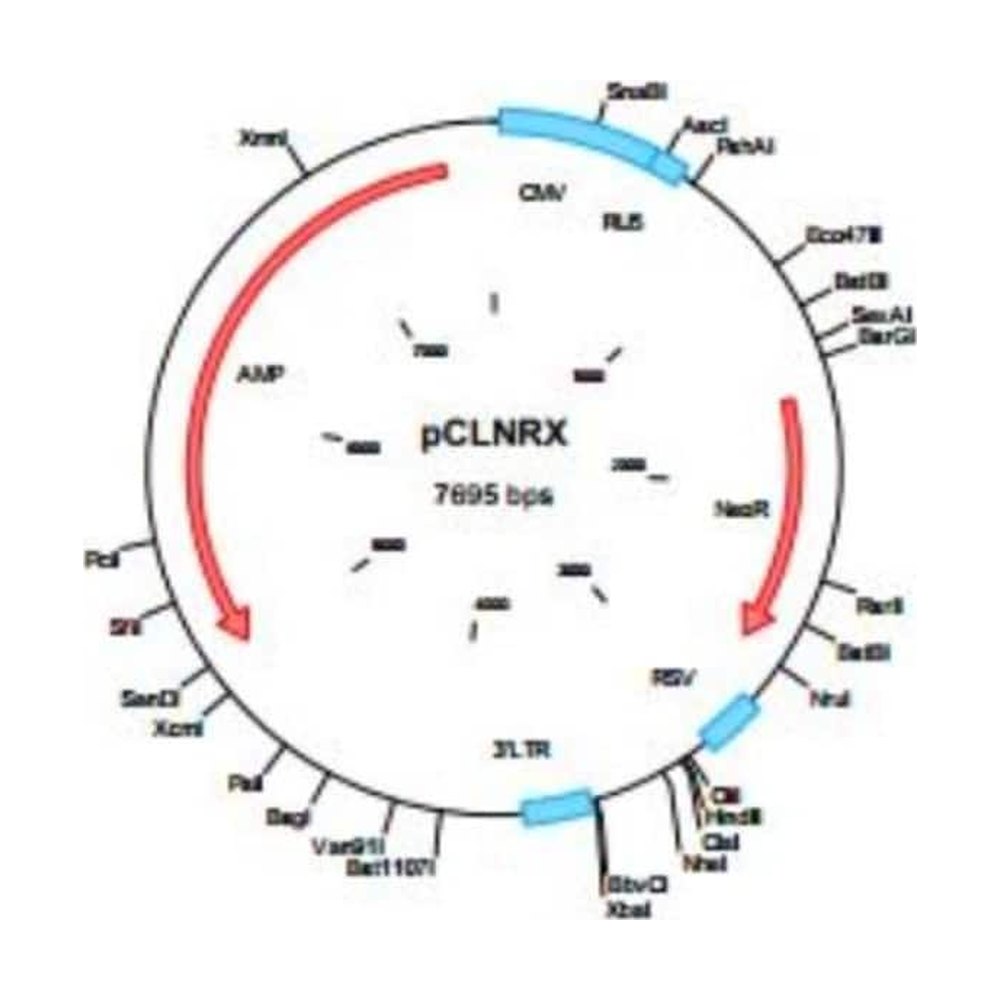 Novus Biologicals&trade;&nbsp;pCLNRX Retrovirus Expression Vector