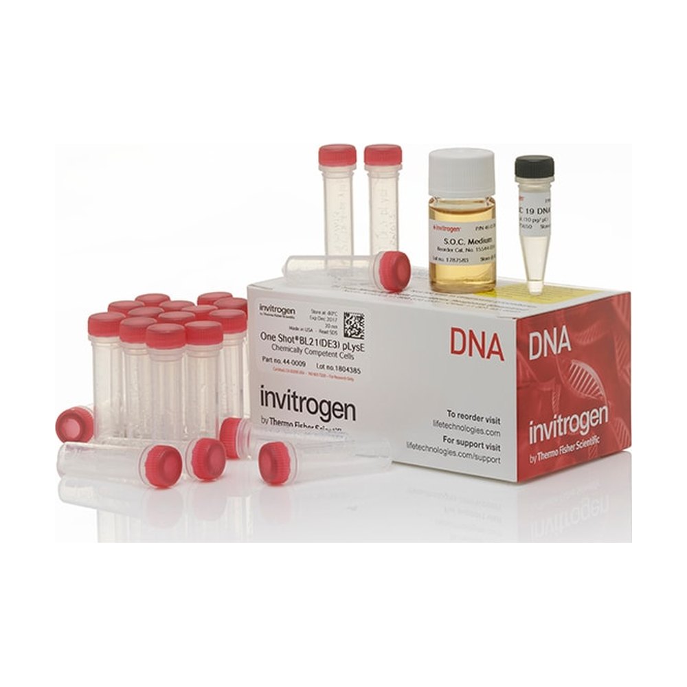 Invitrogen&trade;&nbsp;One Shot&trade; BL21(DE3)pLysE Chemically Competent <i>E. coli</i>