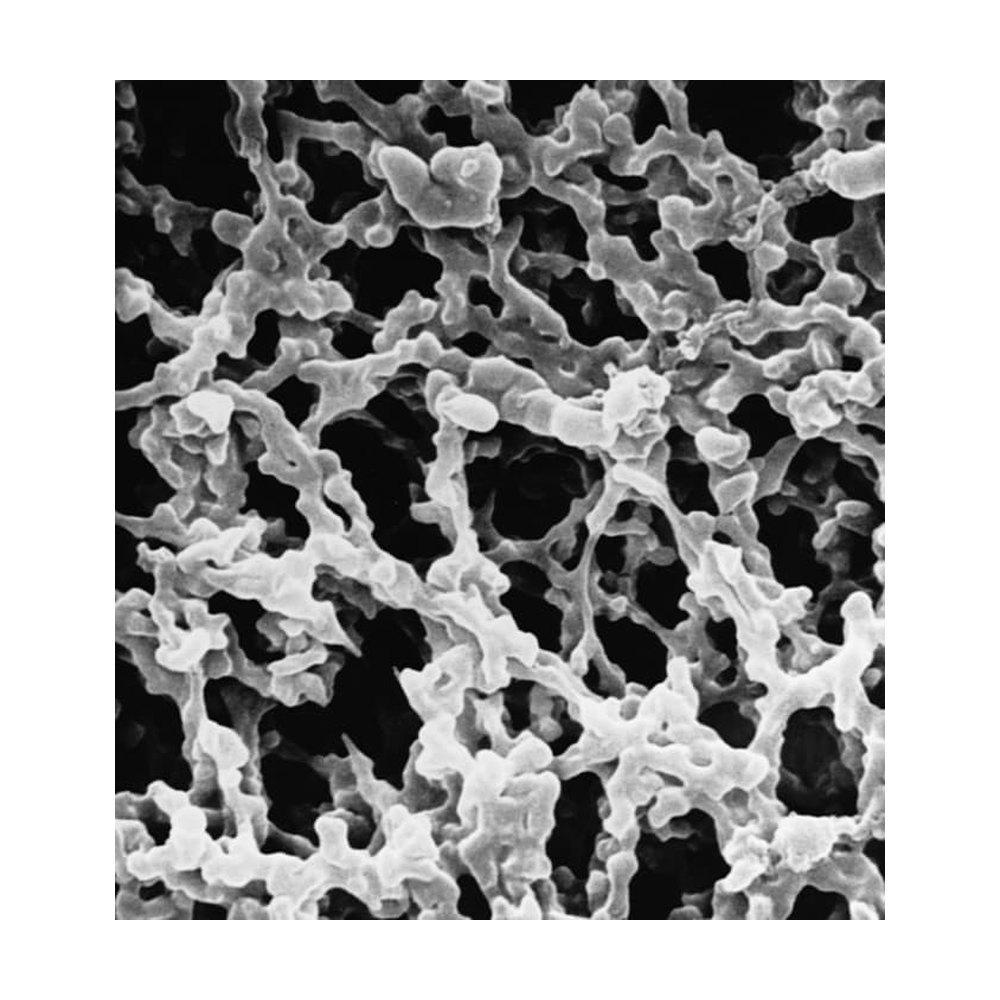 Merck&nbsp;Membranes de transfert en NC Immobilon