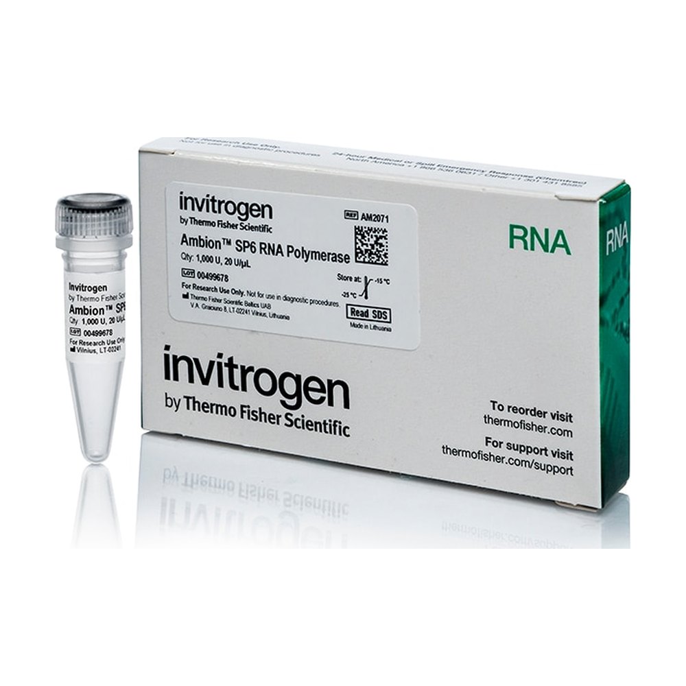 Invitrogen&trade;&nbsp;Ambion&trade; SP6 RNA Polymerase, cloned, 20 U/&mu;L