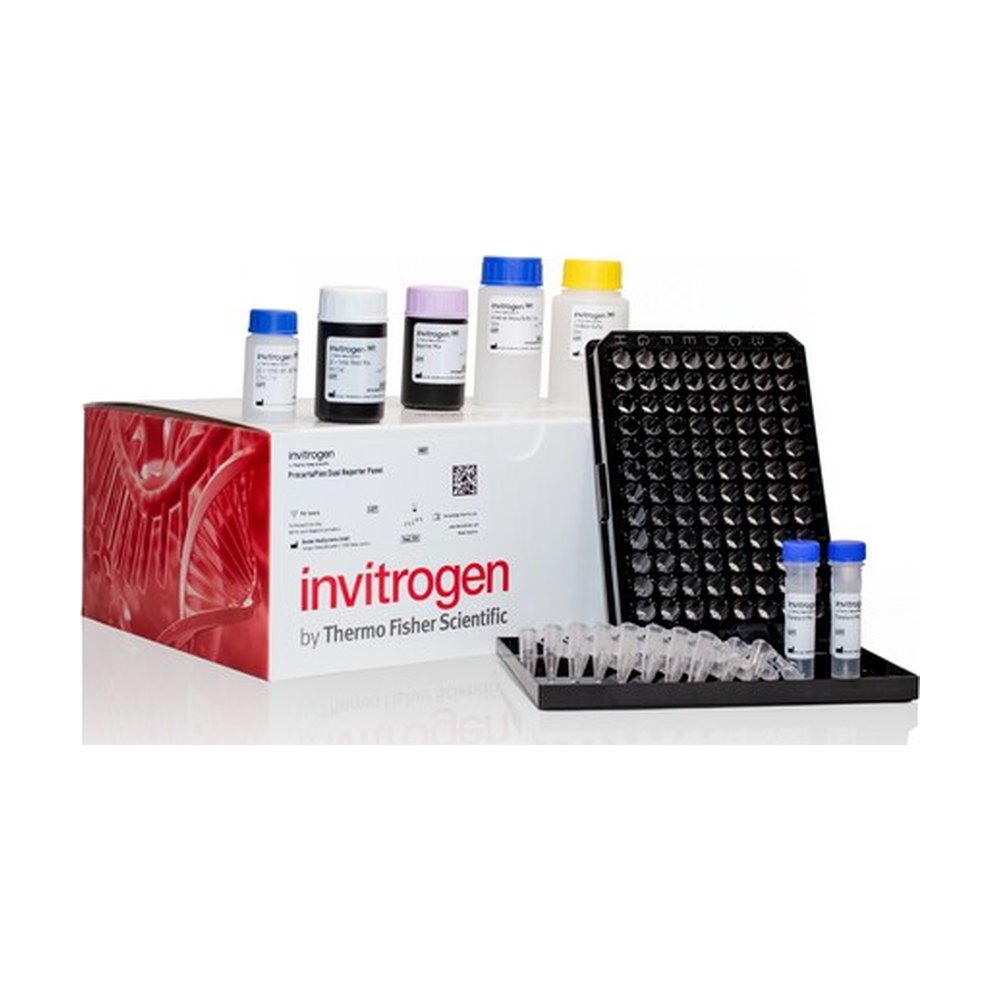 Invitrogen™ ProcartaPlex™ MAPK Pathway Dual Reporter Panel, 2x6plex