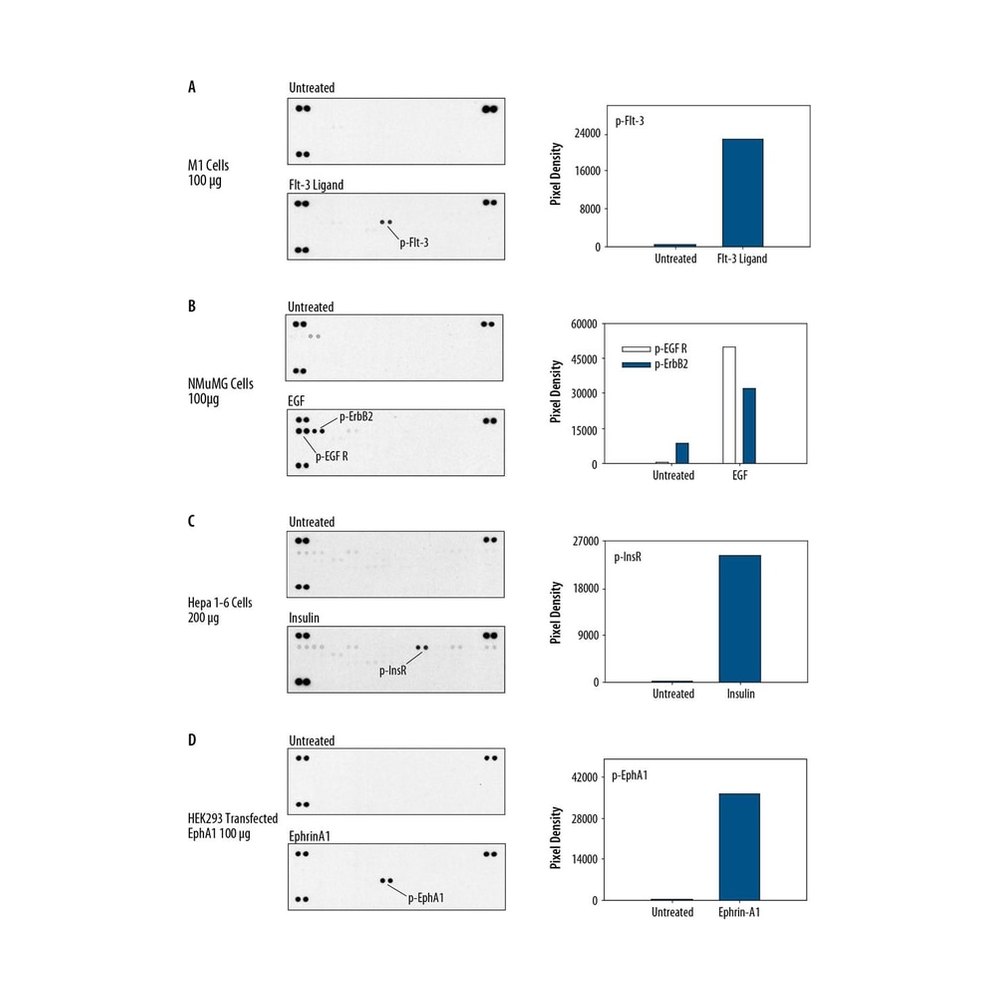R&amp;D Systems&trade;&nbsp;Proteome Profiler Mouse Phospho-RTK Array Kit