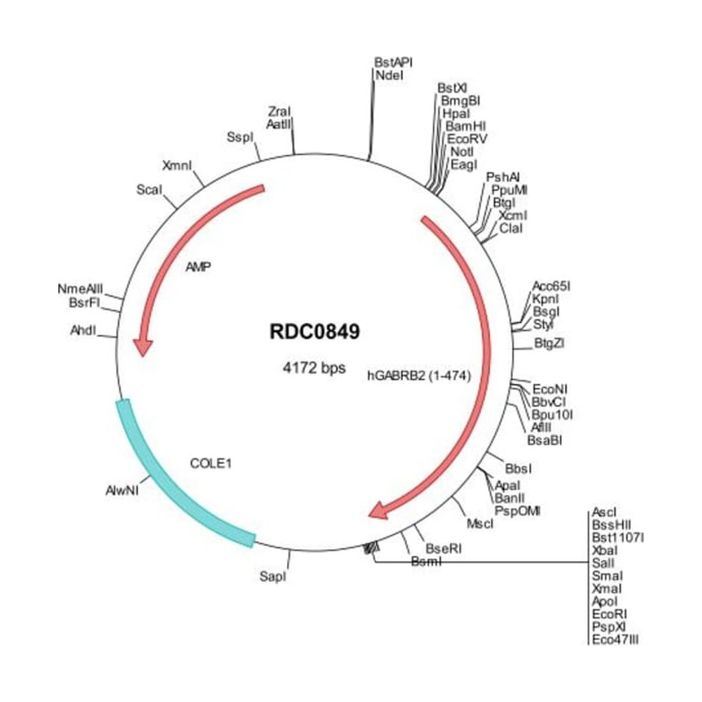 R&amp;D Systems&trade;&nbsp;Human GABA-A R beta 2 (NP_000804) VersaClone cDNA