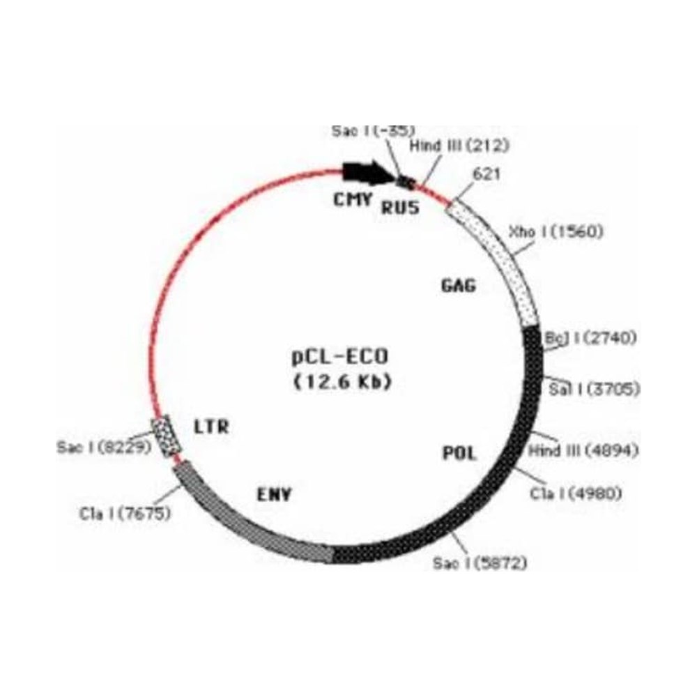 Novus Biologicals&trade;&nbsp;pCL-Eco Retrovirus Packaging Vector