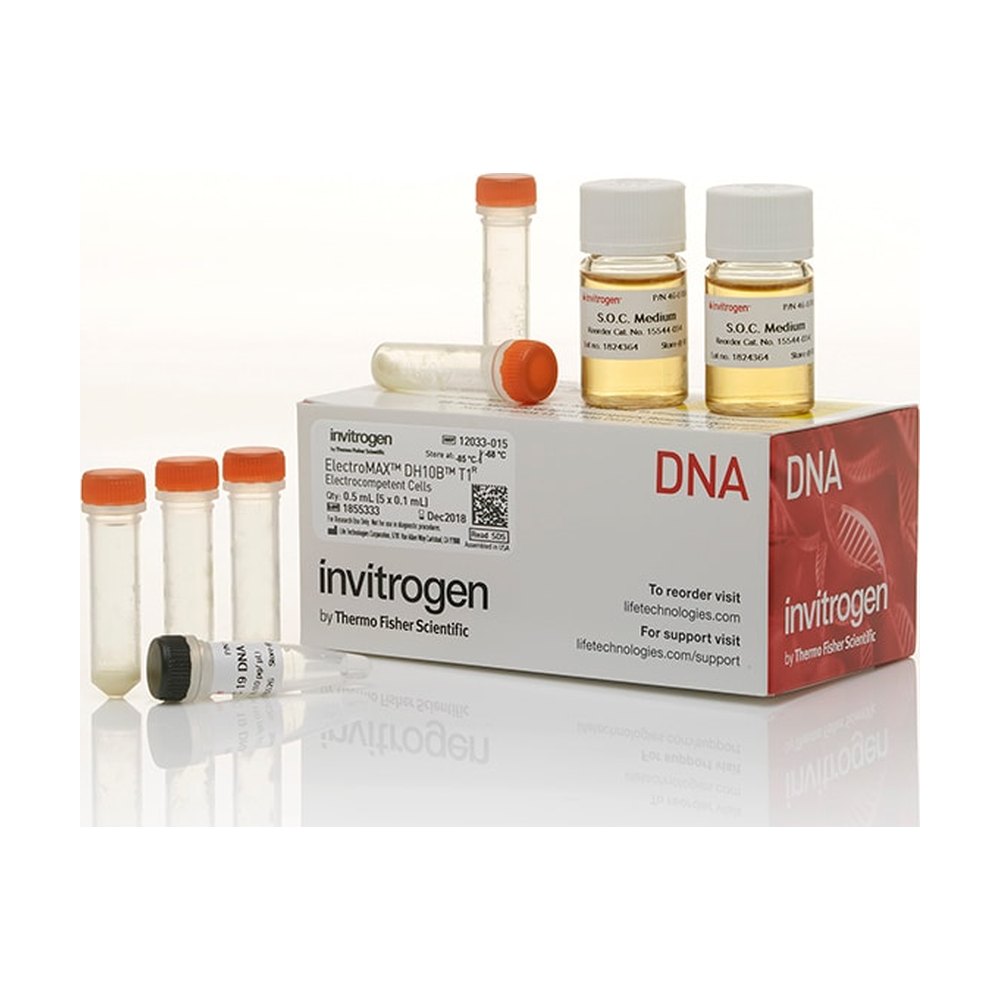 Invitrogen&trade;&nbsp;ElectroMAX&trade; DH10B T1 Phage-Resistant Competent Cells