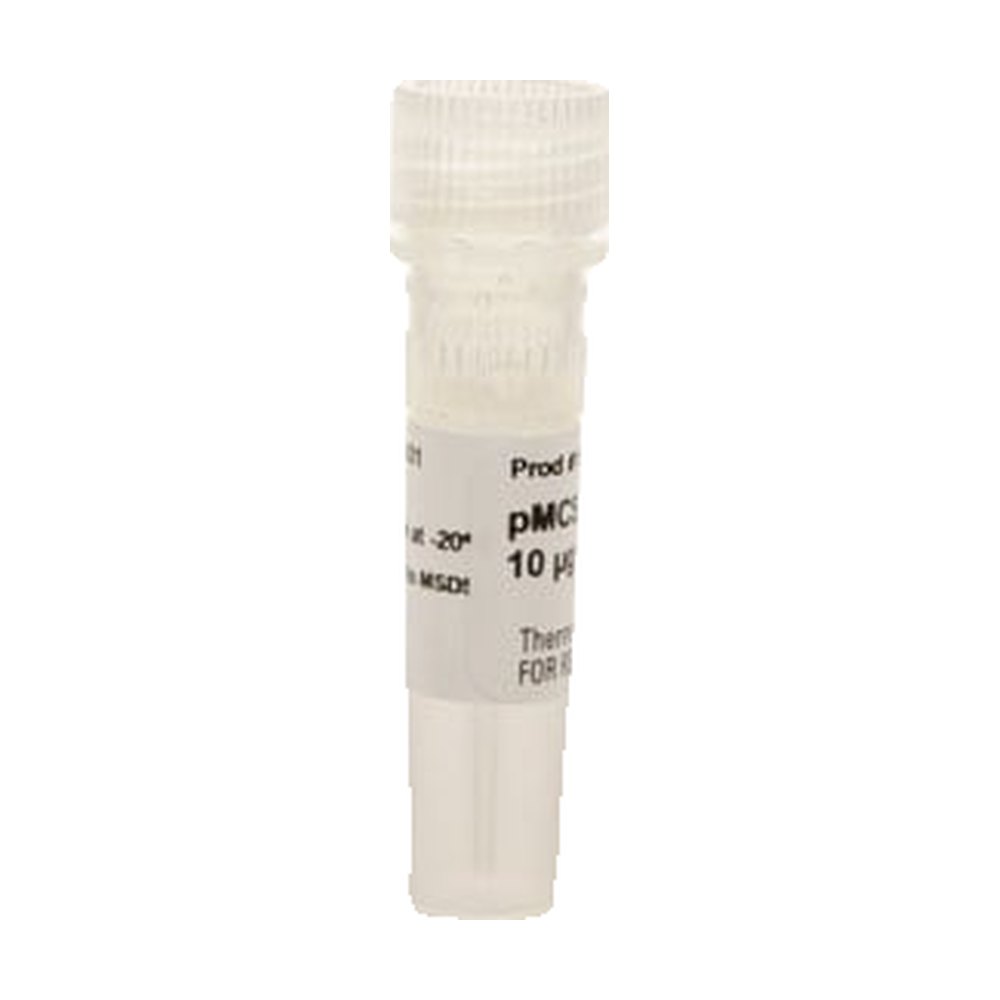 Thermo Scientific&trade;&nbsp;pMCS Tluc16-DD Hygro Vector for Luciferase Assays