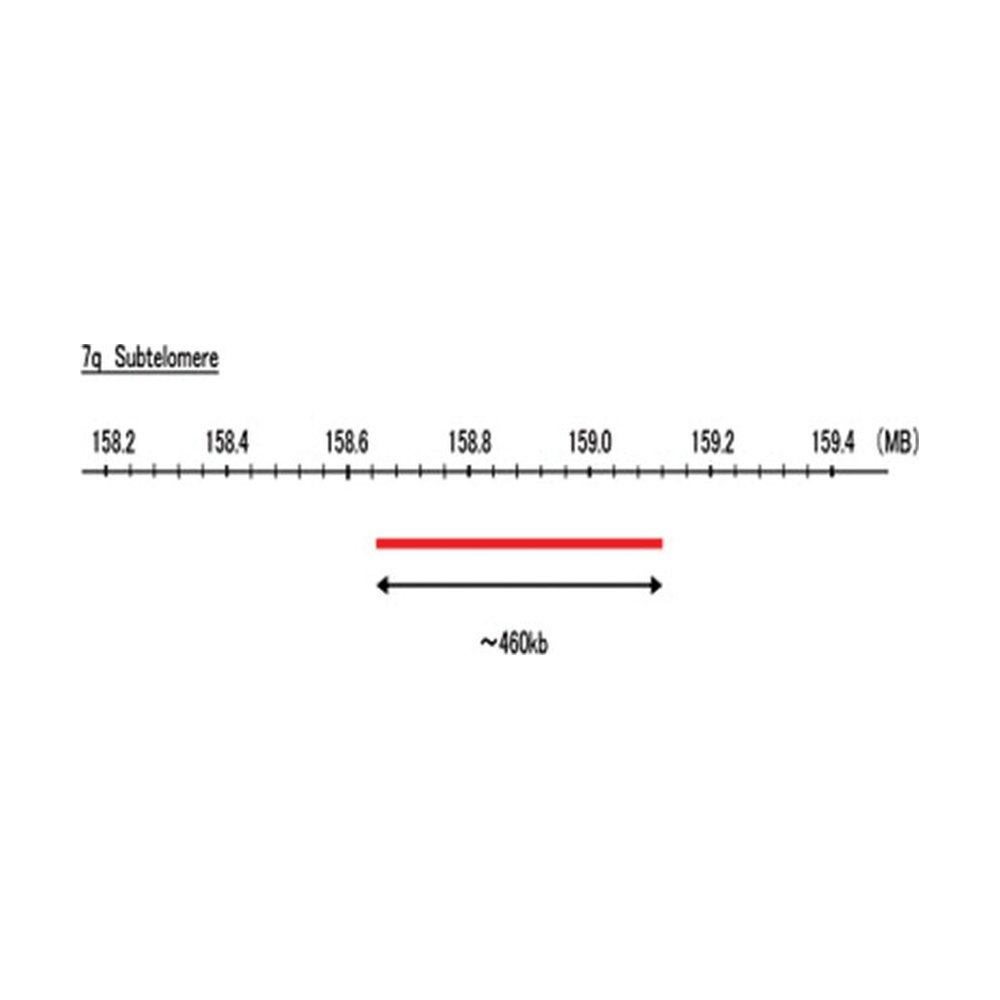 Abnova&trade;&nbsp;Sonde FISH 7q subtélomère (DEAC)