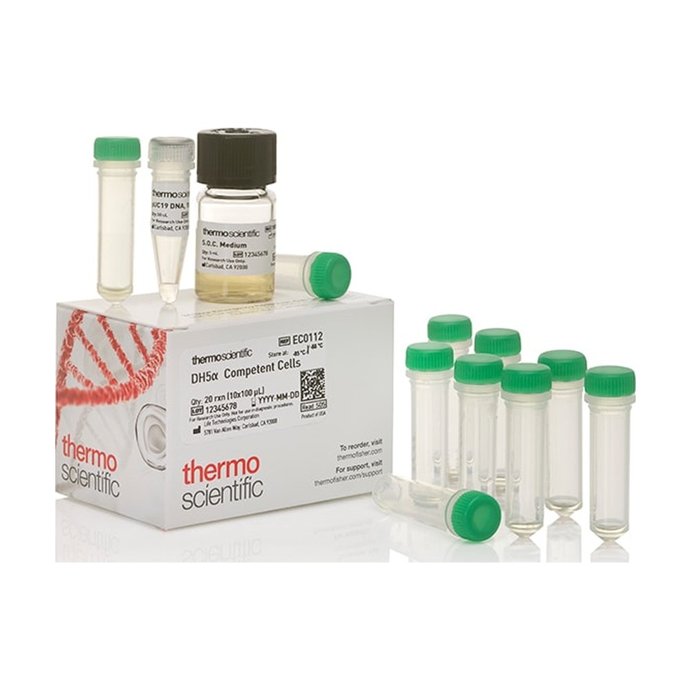 Thermo Scientific&trade;&nbsp;Cellules compétentes DH5&alpha; ; haute efficacité