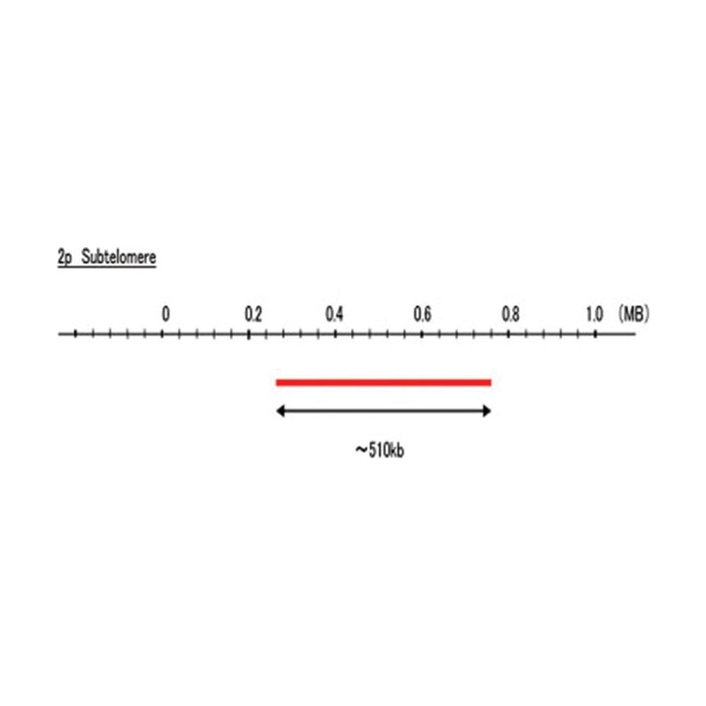 Abnova&trade;&nbsp;Sonde FISH subtélomère 2p (Texas Red)