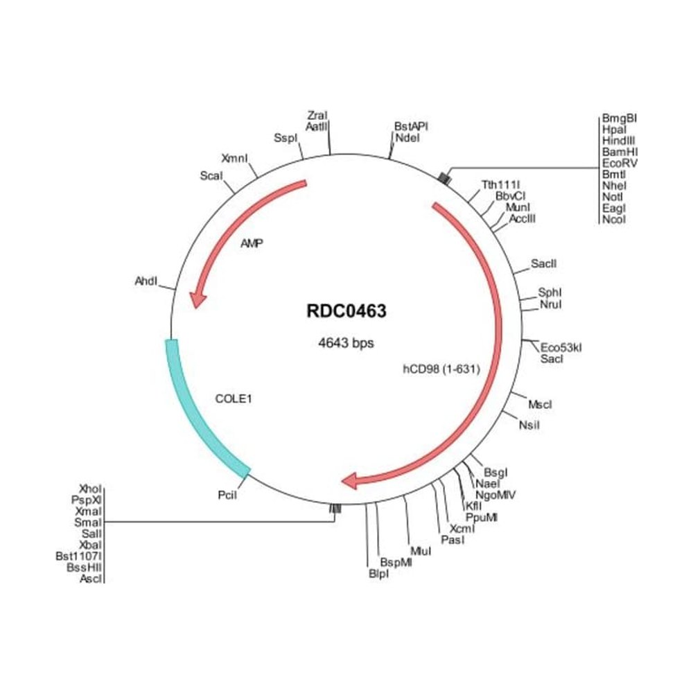 R&amp;D Systems&trade;&nbsp;Human CD98 (NP_001012680) VersaClone cDNA