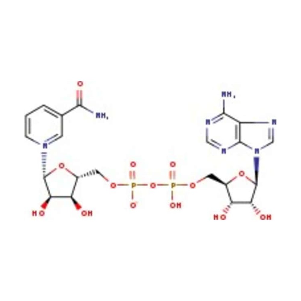  β-nicotinamide adénine dinucléotide hydraté, 98+ %, Thermo Scientific Chemicals